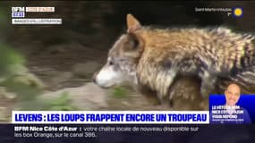 Alpes-Maritimes: les loups frappent encore un troupeau