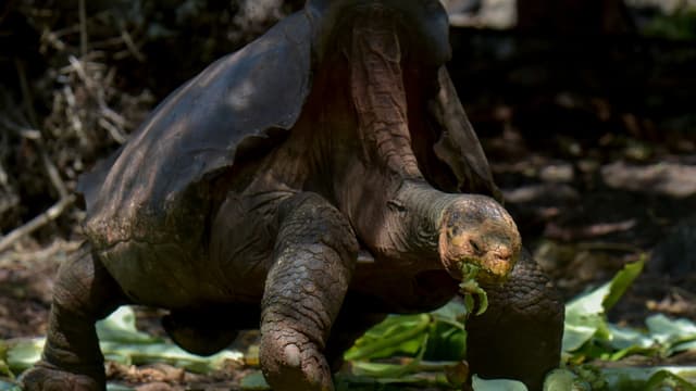 La tortue géante Diego, de la sous-espèce Chelonoidis hoodensis de l'île d'Espanola, dans un centre de reproduction en captivité au parc national des Galapagos, le 27 février 2019