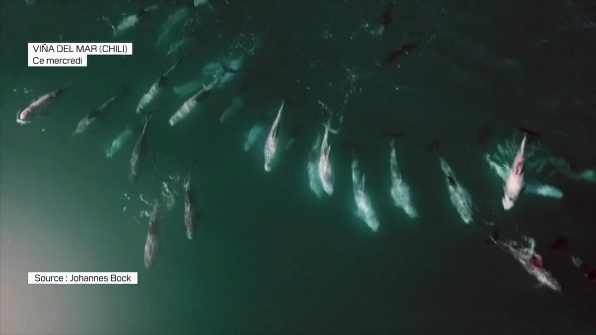 placeholder video