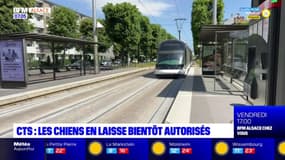 Strasbourg: les chiens bientôt autorisés dans les trams