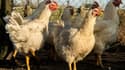 Depuis le début de l'épizootie de grippe aviaire en novembre, 16 millions de volailles ont été abattues en France