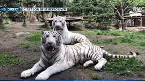 "Ca fait 7 mois que la seule personne qui passe devant l'enclos, c'est le soigneur": dans les coulisses de la réouverture des zoos