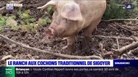 Le ranch aux cochons traditionnel de Sigoyer ⬇️