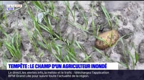 Tempête Ciaran: des dégâts dans les exploitations agricoles