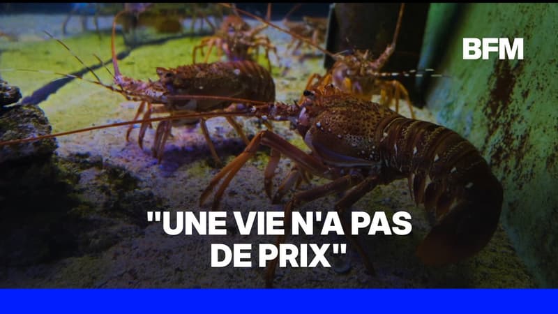 Il achète une langouste à 300€ dans un restaurant pour la relâcher en mer