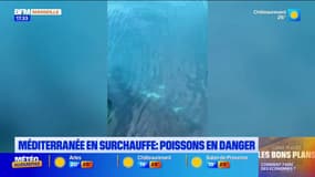 28,9°C dans l'eau: alors que la Méditerranée surchauffe, les poissons sont en danger