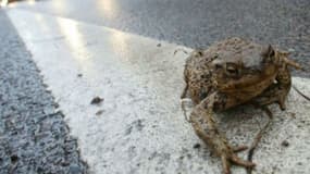 Un crapaud en danger alors qu'il traverse une route