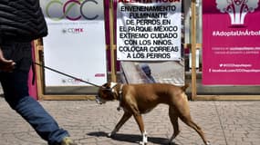 "Alerte rouge. Empoisonnements fulgurants de chiens dans le Parc Mexico. Faites très attention aux enfants", indique ce panneau dans un parc de Mexico, le 7 octobre 2015.
