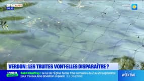 Verdon: les truites vont-elles disparaître?