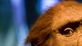 Lucy, la plus célèbre des australopithèques, vivait en Afrique il y a 3,18 millions d'années