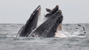 La photo de la baleine et du lion de mer