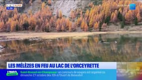 Lac de l'Orceyrette: les touristes admirent les mélèzes
