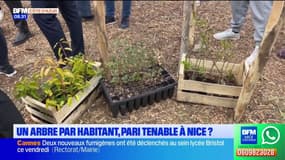 Nice: planter un arbre par habitant, un projet faisable ? 