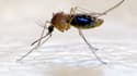 L'Anopheles gambiae est un vecteur du paludisme.