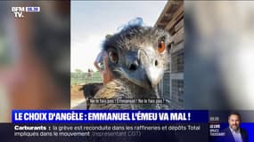 Emmanuel, l'émeu star de TikTok, risque la mort après avoir contracté la grippe aviaire