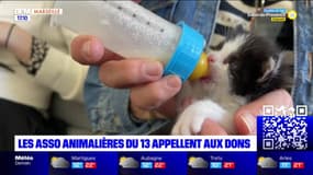 Bouches-du-Rhône: les associations animalières appellent aus dons