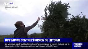 Dans la Manche, les sapins de Noël collectés comme barrières face à l'érosion des dunes
