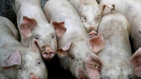 Avec 7,3 millions de cochons en 2021, la péninsule bretonne compte plus de la moitié du cheptel français sur seulement 5% du territoire de l'Hexagone