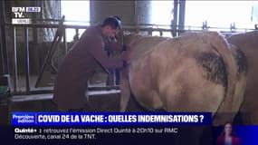 Quelles sont les indemnisations pour les vaches touchées par le "covid de la vache" ?