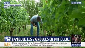 Quelles conséquences a la canicule sur les vignobles ?