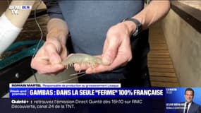 Au cœur d'une ferme 100% française qui élève des crevettes 