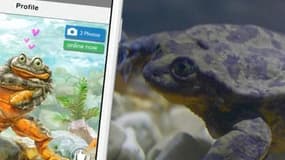 Saint-Valentin : Roméo la grenouille recherche l’amour… pour sauver son espèce