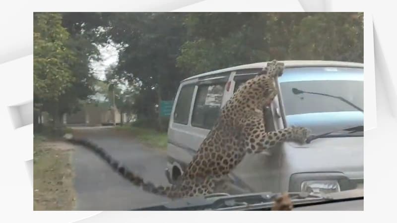 Inde: un léopard sème la terreur dans un quartier résidentiel et blesse des habitants