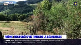 Dans le Rhône les forêts supportent de moins en moins les sécheresses à répétition