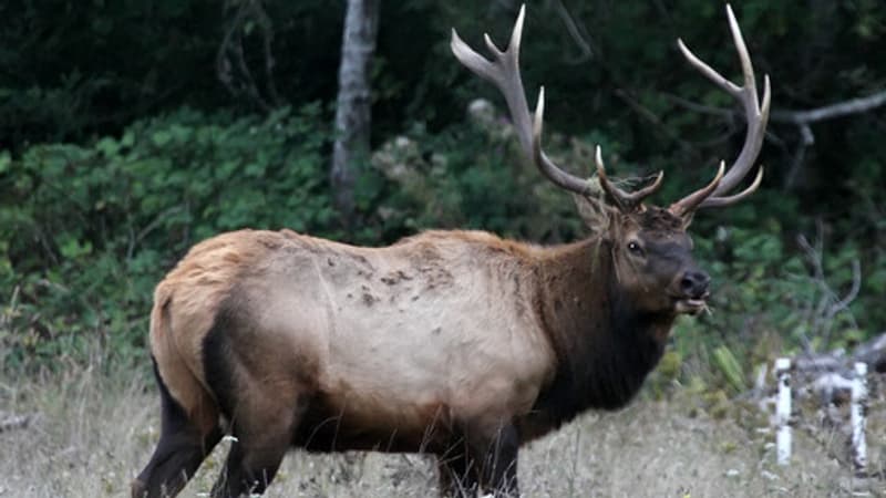 États-Unis: un wapiti libéré du pneu coincé autour de son cou depuis deux ans