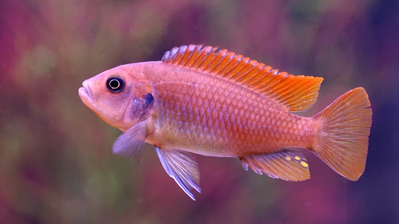 Un poisson mbuna zébré (Pseudotropheus zebra)