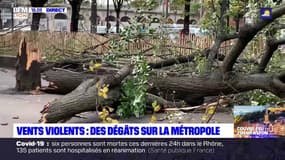 Tempête Barbara : des dégâts sur la métropole