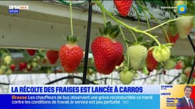 Carros : la récolte des fraises a débuté