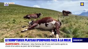 C beau chez nous: à la découverte du somptueux plateau d'Emparis, face à la Meije