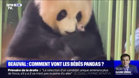 Qu'est-ce que la "diplomatie du panda" ? BFMTV répond à vos questions