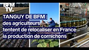 TANGUY DE BFM - Des agriculteurs tentent de relocaliser la production de cornichons en France