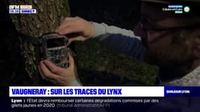 Vaugneray: sur les traces du lynx