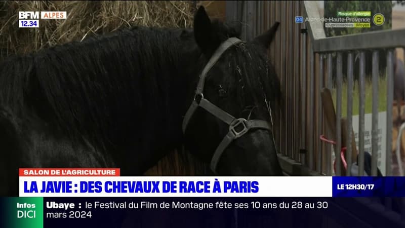 La Javie: des chevaux de race à Paris