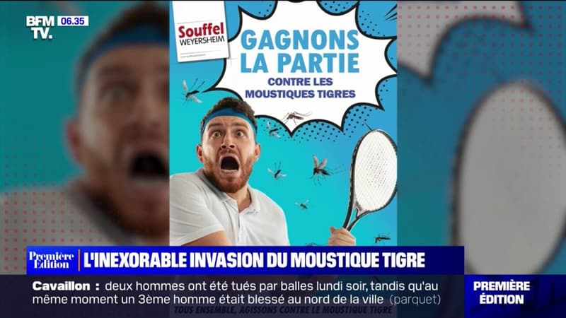 L'étonnante campagne de la mairie de Souffelweyersheim pour lutter contre le moustique tigre