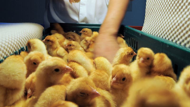 Image d'illustration - l'entreprise allemande sépare les mâles des femelles dès l'oeuf.