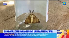 Var: une espèce de papillon a envahi le massif des Maures