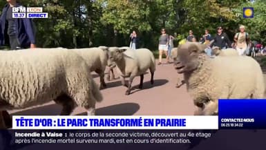 Lyon: des moutons partent du parc de la Tête d'Or pour la petite transhumance