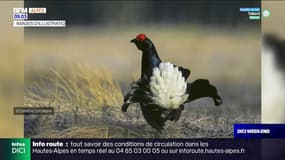 Hautes-Alpes: la chasse du Tétras-Lyre et Lagopède de nouveau autorisée