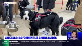 Vaucluse: une école permet de former des chiens-guides pour des enfants
