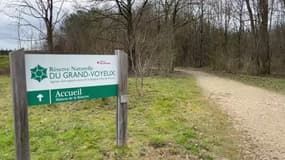 Le corps d'un renard a été découvert en Seine-et-Marne dans la réserve du Grand-Voyeux.