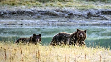 Une femme et son bébé de dix mois ont perdu la vie après avoir été attaqués par un grizzli.