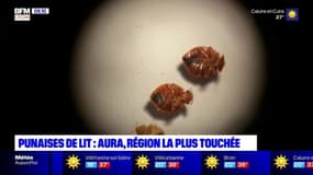 L'Auvergne-Rhône-Alpes, région la plus touchée par les punaises de lit