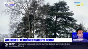 Allergies : le Rhône est en alerte rouge 