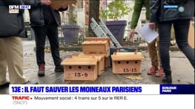 Paris: au coeur d'un "quartier moineaux" dans le 13e arrondissement