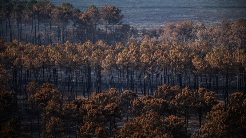 Une forêt en partie brûlée près de Landiras le 29 juillet 2022