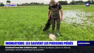 Inondations en Alsace: des poissons piégés dans des trous d'eau depuis la décrue
